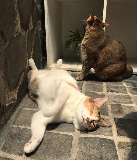 Toast Chat 45 - Travel of Rice 小米遊記