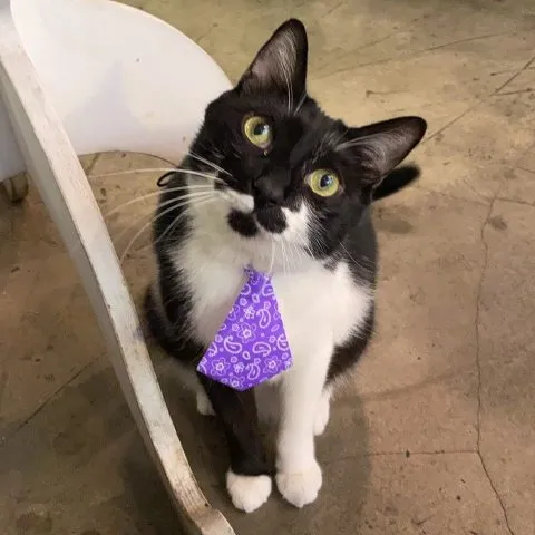 Toast Chat 55 - Travel of Rice 小米遊記