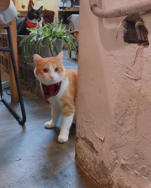 Toast Chat 56 - Travel of Rice 小米遊記