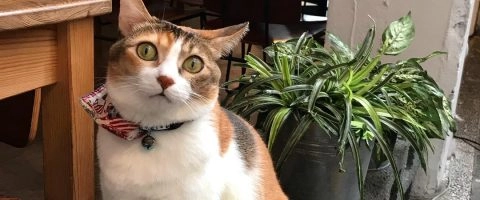 Toast Chat 40 - Travel of Rice 小米遊記