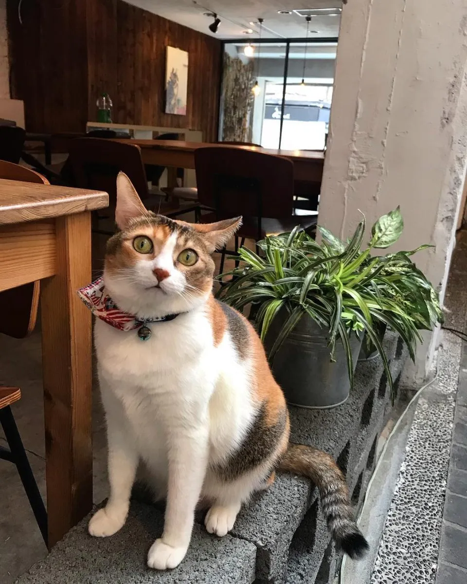 Toast Chat 11 - Travel of Rice 小米遊記