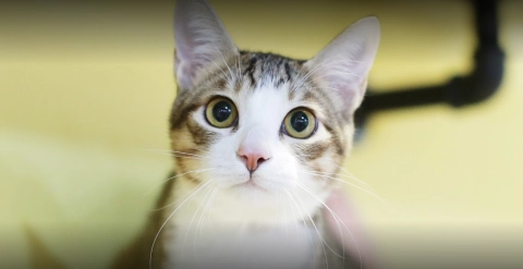 咪可思啾芭 貓中途寵物餐廳 13 - Travel of Rice 小米遊記