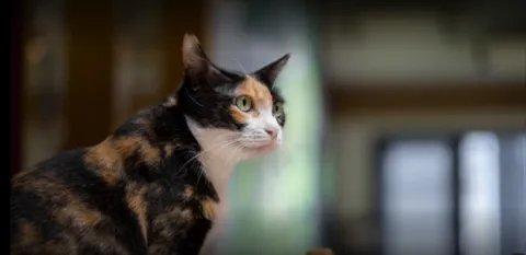 咪可思啾芭 貓中途寵物餐廳 33 - Travel of Rice 小米遊記