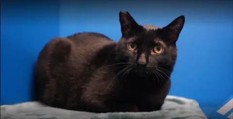 咪可思啾芭 貓中途寵物餐廳 34 - Travel of Rice 小米遊記