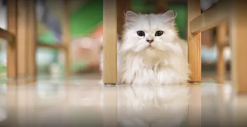 咪可思啾芭 貓中途寵物餐廳 35 - Travel of Rice 小米遊記