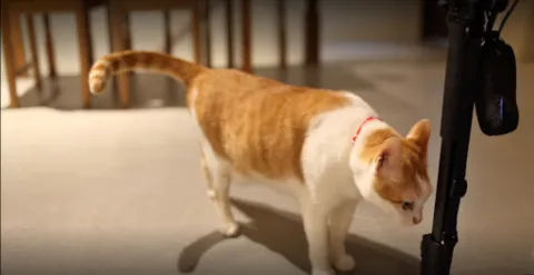 咪可思啾芭 貓中途寵物餐廳 36 - Travel of Rice 小米遊記