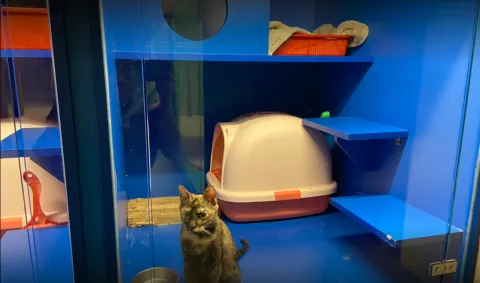 咪可思啾芭 貓中途寵物餐廳 49 - Travel of Rice 小米遊記