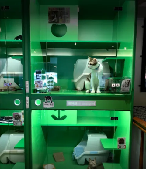 咪可思啾芭 貓中途寵物餐廳 50 - Travel of Rice 小米遊記