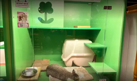 咪可思啾芭 貓中途寵物餐廳 51 - Travel of Rice 小米遊記