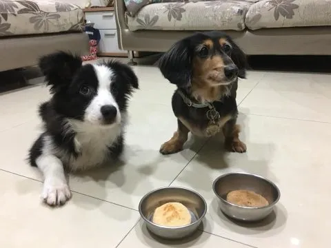 POPPY CAFE' 寵物友善咖啡廳 26 - Travel of Rice 小米遊記