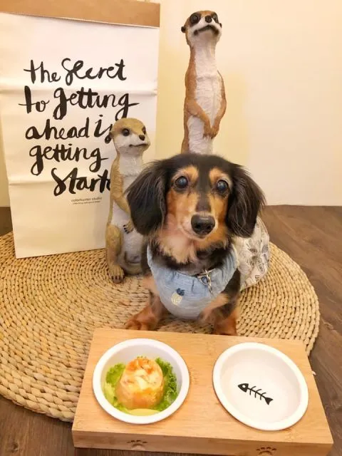 POPPY CAFE' 寵物友善咖啡廳 33 - Travel of Rice 小米遊記