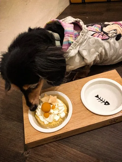 POPPY CAFE' 寵物友善咖啡廳 34 - Travel of Rice 小米遊記