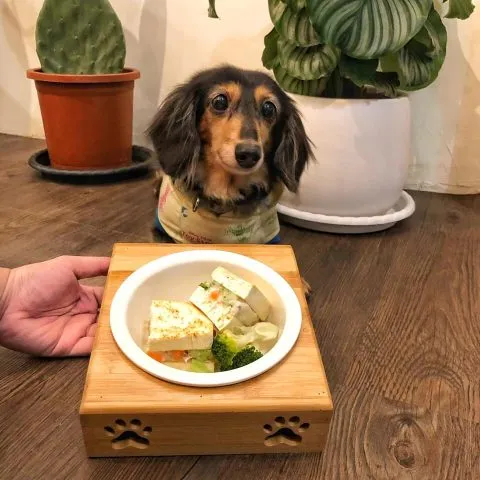 POPPY CAFE' 寵物友善咖啡廳 35 - Travel of Rice 小米遊記