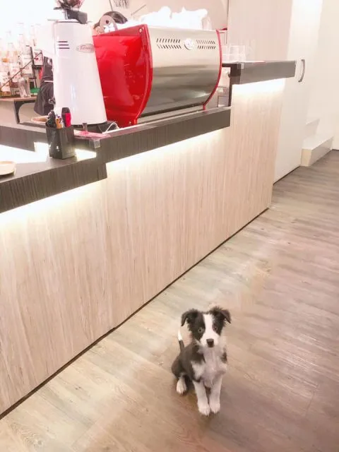 POPPY CAFE' 寵物友善咖啡廳 37 - Travel of Rice 小米遊記