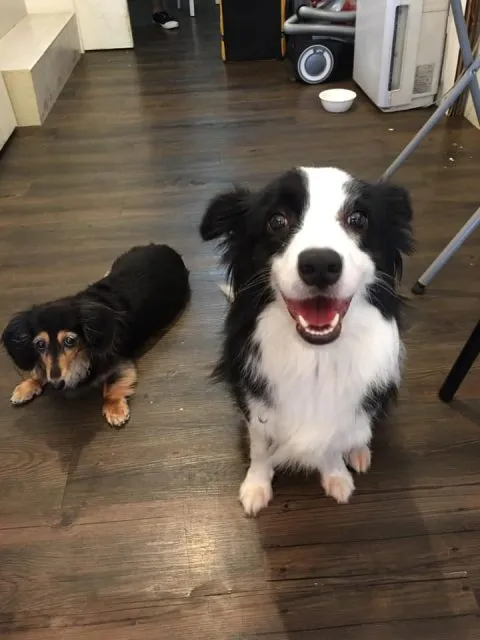 POPPY CAFE' 寵物友善咖啡廳 38 - Travel of Rice 小米遊記