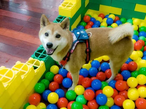 建安國小附設幼兒園／台北大安 50 - Travel of Rice 小米遊記