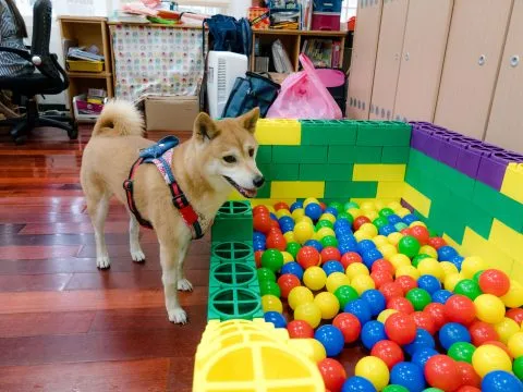 建安國小附設幼兒園／台北大安 51 - Travel of Rice 小米遊記