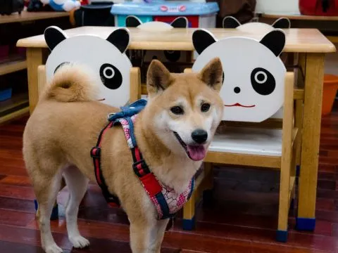 建安國小附設幼兒園／台北大安 57 - Travel of Rice 小米遊記