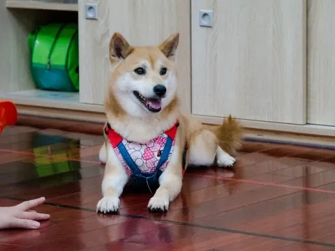 建安國小附設幼兒園／台北大安 66 - Travel of Rice 小米遊記