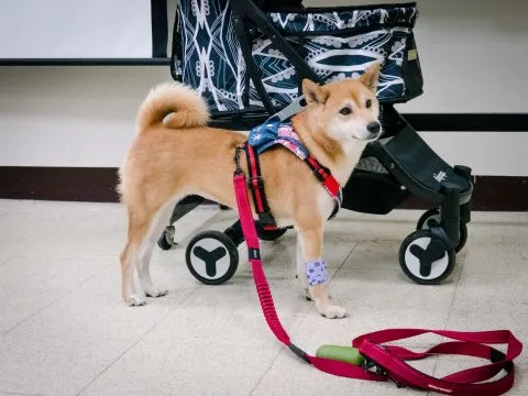 中國科技大學新竹校區/新竹湖口 29 - Travel of Rice 小米遊記 中國科技大學新竹校區/新竹湖口 29 - Travel of Rice 小米遊記