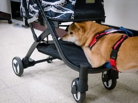 中國科技大學新竹校區/新竹湖口 30 - Travel of Rice 小米遊記 中國科技大學新竹校區/新竹湖口 30 - Travel of Rice 小米遊記