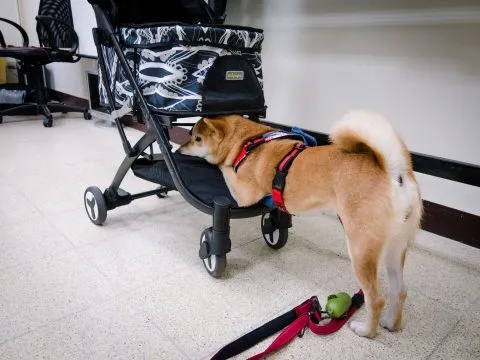 中國科技大學新竹校區/新竹湖口 31 - Travel of Rice 小米遊記 中國科技大學新竹校區/新竹湖口 31 - Travel of Rice 小米遊記