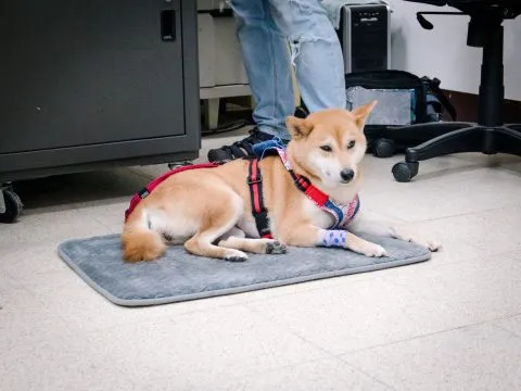 中國科技大學新竹校區/新竹湖口 33 - Travel of Rice 小米遊記 中國科技大學新竹校區/新竹湖口 33 - Travel of Rice 小米遊記