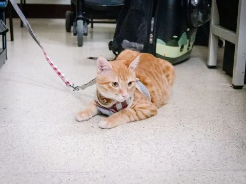 中國科技大學新竹校區/新竹湖口 37 - Travel of Rice 小米遊記 中國科技大學新竹校區/新竹湖口 37 - Travel of Rice 小米遊記