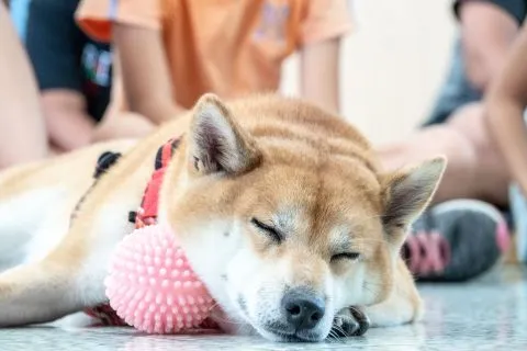 花嶼國小巡迴記 85 - Travel of Rice 小米遊記