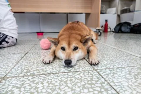 花嶼國小巡迴記 92 - Travel of Rice 小米遊記