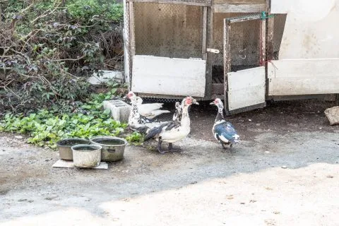 花嶼國小巡迴記 76 - Travel of Rice 小米遊記