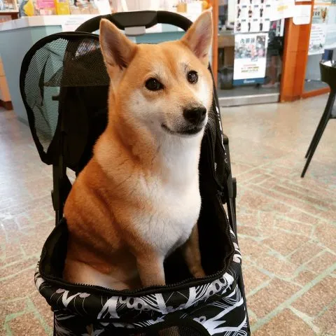 帶毛孩去旅遊-健康與急救 17 - Travel of Rice 小米遊記