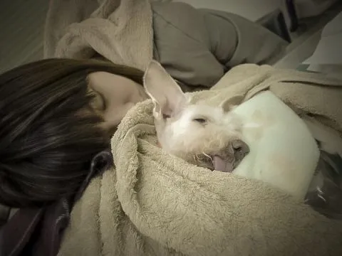 帶毛孩去旅遊-健康與急救 16 - Travel of Rice 小米遊記