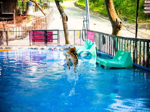 森呼吸Jorona Park寵物休閒廣場 15 - Travel of Rice 小米遊記 森呼吸Jorona Park寵物休閒廣場 15 - Travel of Rice 小米遊記