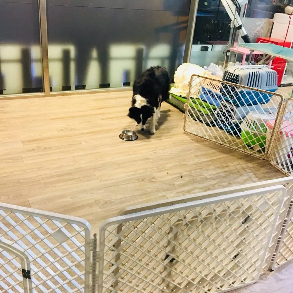 DOG SPACE 寵物空間 22 - Travel of Rice 小米遊記 DOG SPACE 寵物空間 22 - Travel of Rice 小米遊記