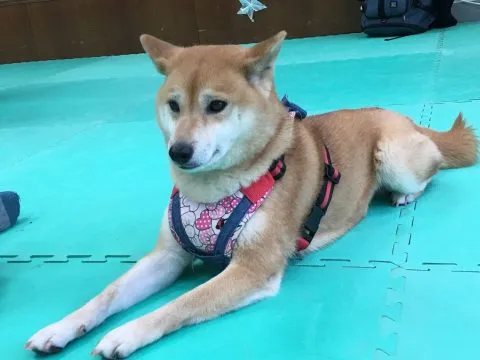 中坑國小／台中和平 40 - Travel of Rice 小米遊記