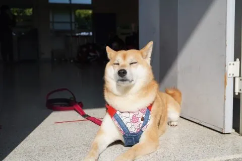 文雅國小/嘉義東區 45 - Travel of Rice 小米遊記 文雅國小/嘉義東區 45 - Travel of Rice 小米遊記