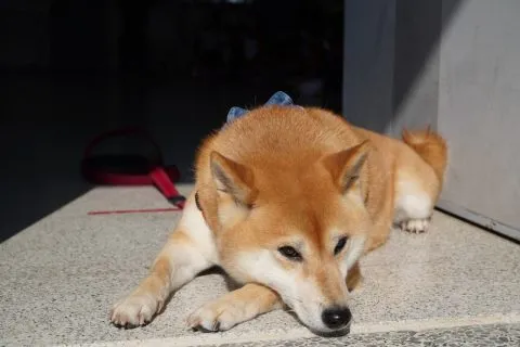 文雅國小/嘉義東區 46 - Travel of Rice 小米遊記 文雅國小/嘉義東區 46 - Travel of Rice 小米遊記