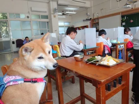 文雅國小/嘉義東區 36 - Travel of Rice 小米遊記 文雅國小/嘉義東區 36 - Travel of Rice 小米遊記