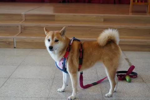 文雅國小/嘉義東區 49 - Travel of Rice 小米遊記 文雅國小/嘉義東區 49 - Travel of Rice 小米遊記