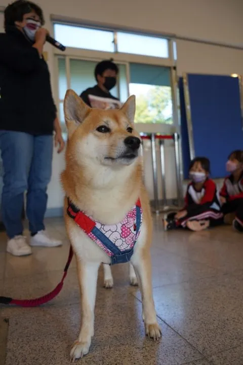 文雅國小/嘉義東區 52 - Travel of Rice 小米遊記 文雅國小/嘉義東區 52 - Travel of Rice 小米遊記