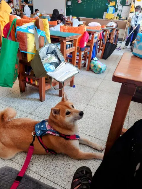 文雅國小/嘉義東區 37 - Travel of Rice 小米遊記 文雅國小/嘉義東區 37 - Travel of Rice 小米遊記