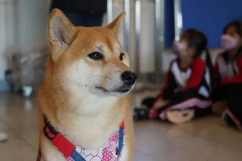 文雅國小/嘉義東區 53 - Travel of Rice 小米遊記 文雅國小/嘉義東區 53 - Travel of Rice 小米遊記