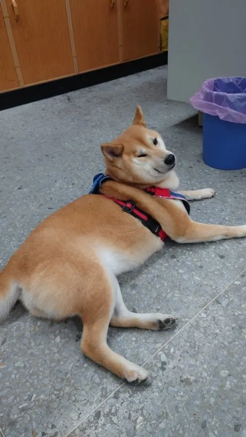 福德國小／台北信義 39 - Travel of Rice 小米遊記