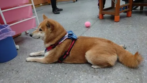 福德國小／台北信義 40 - Travel of Rice 小米遊記