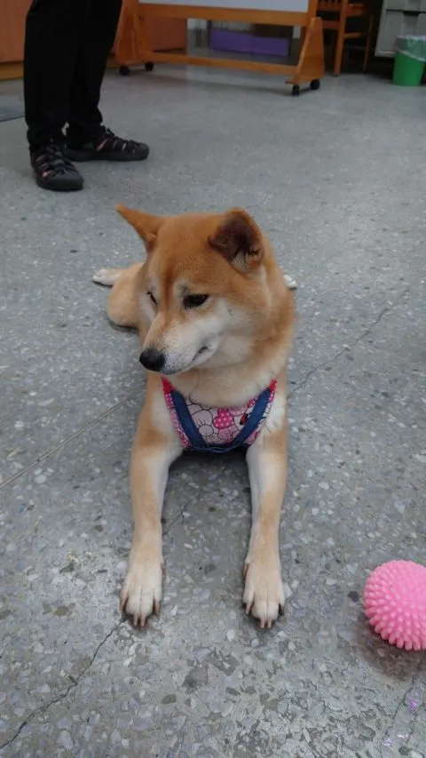 福德國小／台北信義 41 - Travel of Rice 小米遊記