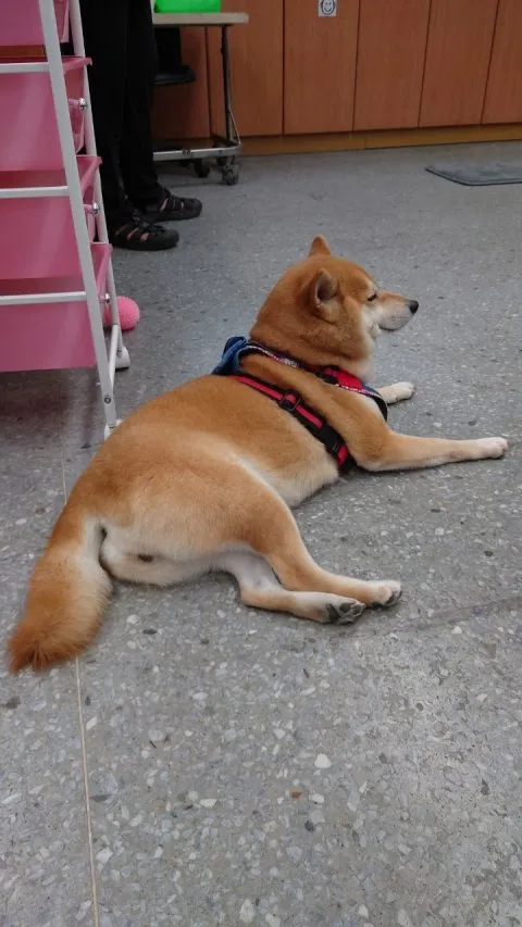 福德國小／台北信義 31 - Travel of Rice 小米遊記