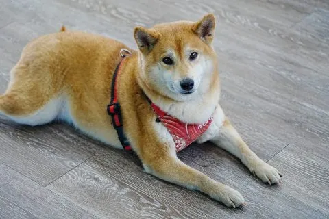 三江國小／嘉義東石 48 - Travel of Rice 小米遊記