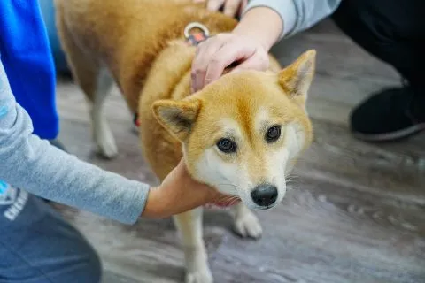 三江國小／嘉義東石 59 - Travel of Rice 小米遊記