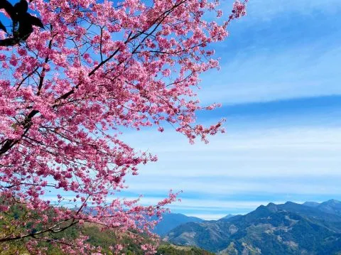 清境蒙塔妮手作甜點 Pâtisserie à la Montagne 56 - Travel of Rice 小米遊記
